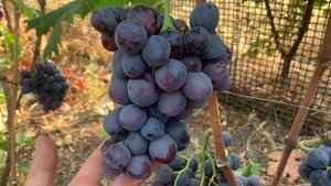 Виноград - кишмиш с ГИГАНТСКОЙ ЯГОДОЙ - ВЕЛЕТЕНЬ .