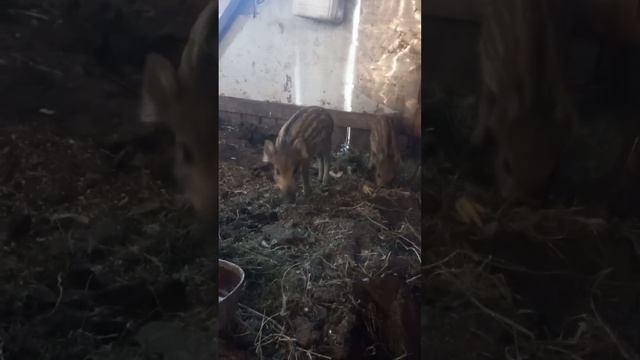 Дикие поросята. Знакомство с человеком. смотреть онлайн