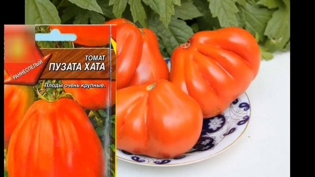 Вкусные и Урожайные сорта ТОМАТОВ! смотреть онлайн
