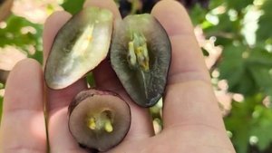 КАНЦЛЕР виноград селекции Калугина В.М. с высокой урож