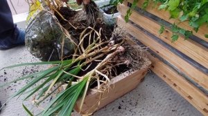 Чеснок в пластиковой бутылке 5 л. на балконе  в Нидерла?