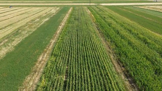 Гибрид: ПЛ-472 (ФАО 450), Теңдик айылы, Кочкор р-ну #pl472 #сило смотреть онлайн