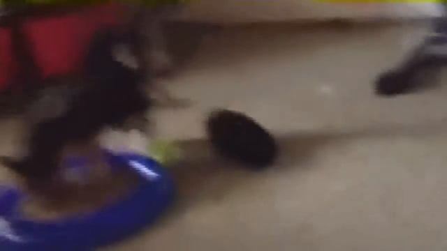 ПРИКОЛЫ / КОШКИ / КОТ / КОТЯТА смотреть онлайн