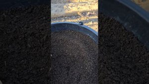 Биогумус.Подкормка винограда.