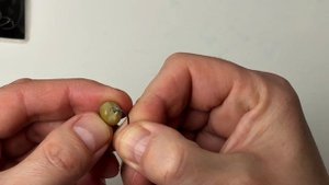 ГОРОХ для Карпа КАК НАСАДИТЬ ГОРОХ НА КРЮЧОК