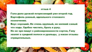 Картофель Гала отзывы дачников