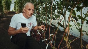 сорт винограда МОДНИЦА. Удаляем с виноградника.