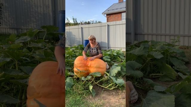 Гимн гигантским тыквам🎃! смотреть онлайн