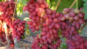 Виноград БОГЕМА 🍇👍🤠