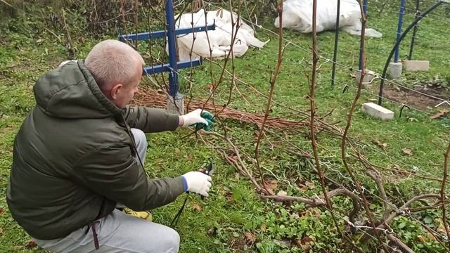 Пошаговая обрезка винограда для плодоношения. смотреть онлайн