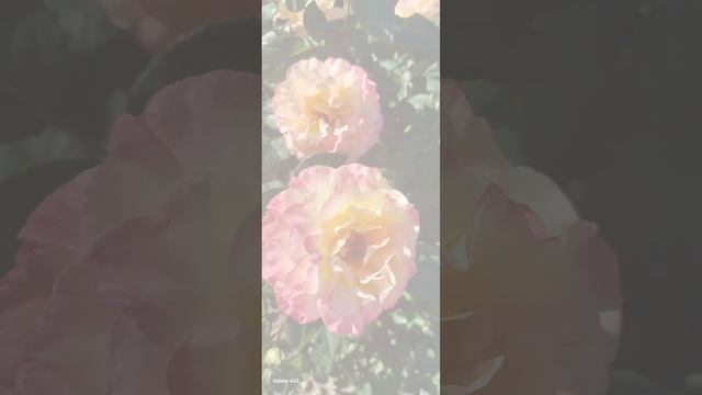 🌹🌹🌹Цветение роз в моем саду🌹🌹🌹 смотреть онлайн