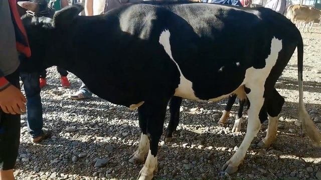 НАРХИ ГОВИ БГУЗ ШИРДОР 23. 08.2020 молбозори пахтаобод регар