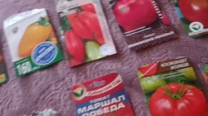 422/Сорта томатов,которые выращиваю на Кубани/Любимые с