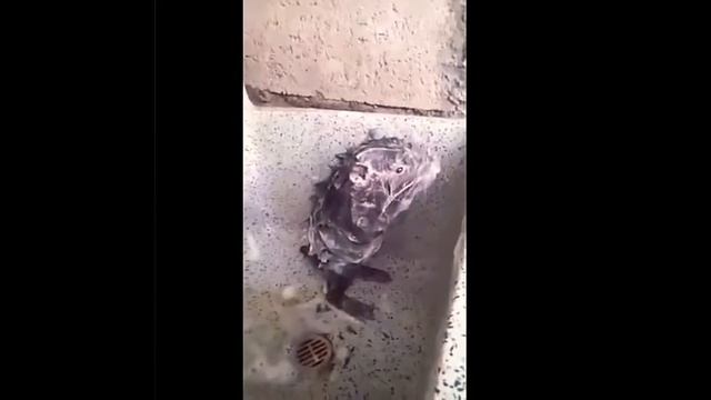 Приколы до смеха😂😂. Ржал до слёз. смотреть онлайн