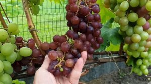 💁 Вот и созрел первый виноград в Подмосковье 😋 🍇🍇?