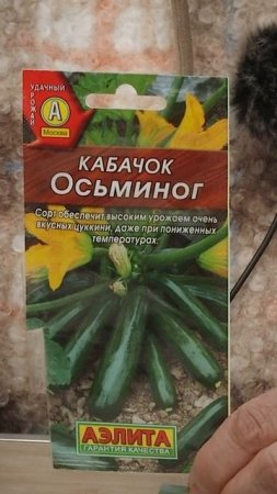 Эти кабачки устойчивы к мучнистой росе!