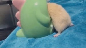 Смешной Тук хомяк (Приколы с хомячками) смешная озвучка