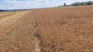 Уборка гороха "Эсо" 2024.КФХ "Терра Ностра".