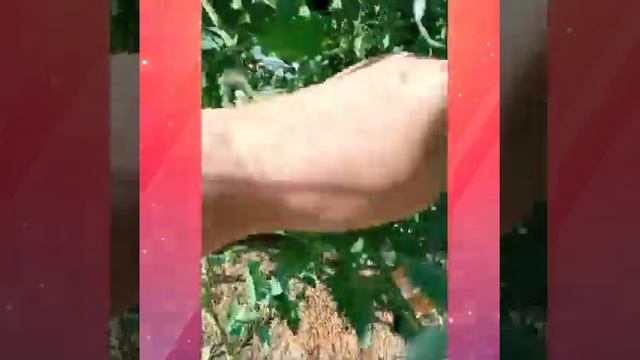 Томаты, устойчивые к фитофторе. смотреть онлайн