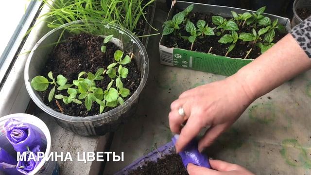 Прорастила ЛИШНИЙ ??? перец 🌶 ОСТАВЛЮ ТАК смотреть онлайн