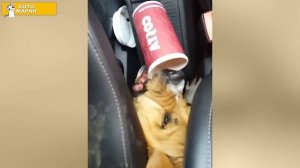 КОТОМАРАН. Чужой среди своих! Лучшие приколы и фейлы за неделю, смешные видео.