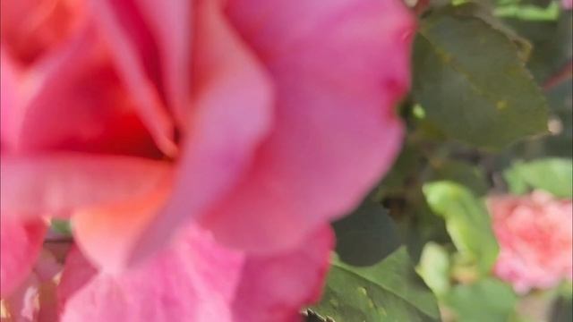 Роза "Miyabi Мияби",  Keiji Kunieda Япония 2014, 18 августа 2024 г. смотреть онлайн