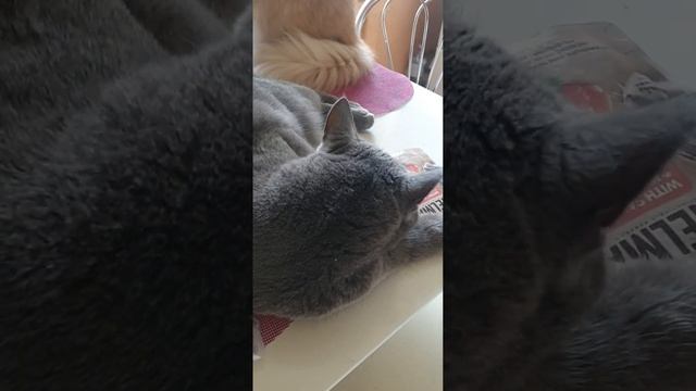 Кошка балдеет от кулька с морковкой #люблюкошек #реком