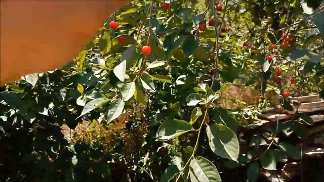 Как плодоносят корневые побеги вишни, яйвы - будет ли у смотреть онлайн