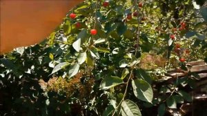 Как плодоносят корневые побеги вишни, яйвы - будет ли у