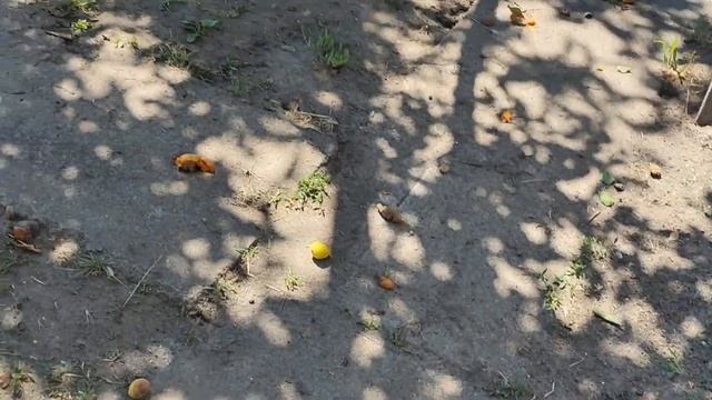 Абрикос ранний пропадает урожай, что делать? смотреть онлайн