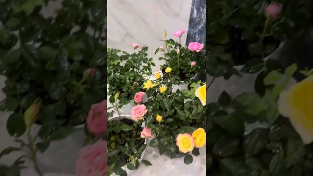 Роза Кордана смотреть онлайн