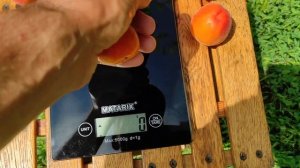 Абрикос Приция/Apricot Pricia 2024.