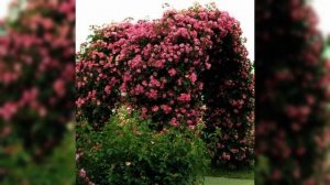 Садовая арка для плетистой розы.