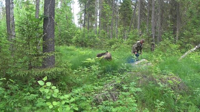 21 06 2024. Проверка живучести солонцов. окучал картошку. смотреть онлайн