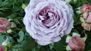 РОЗА🌹 НОВАЛИС