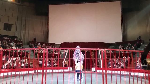 Шоу жираф. Цирк в Перми 2018 год.