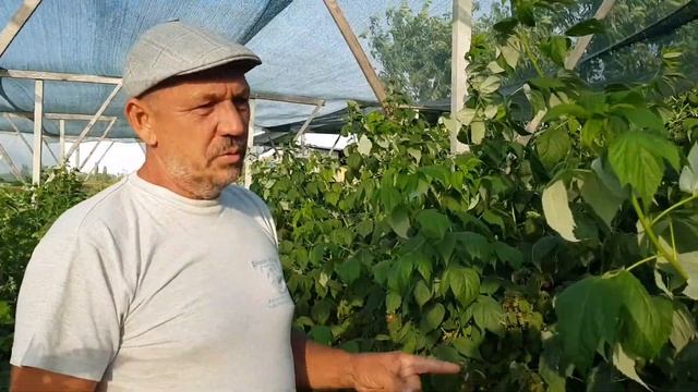 Рем сорт малины Мапема природа вносит свои коррективы