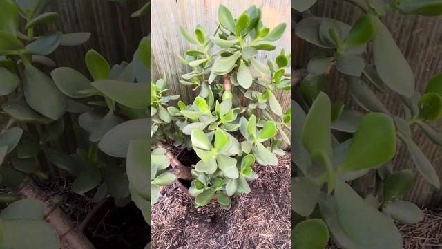 Хочу, чтобы мое денежное дерево зацвело #толстянка #де? смотреть онлайн