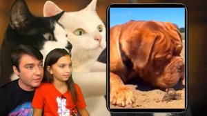 САМЫЕ СМЕШНЫЕ 😻КОТЫ и 🐶СОБАКИ на КАНИКУЛАХ! НЕ ЗАСМЕЙСЯ ЧЕЛЛЕНДЖ Funny Cats Реакции Валеришка