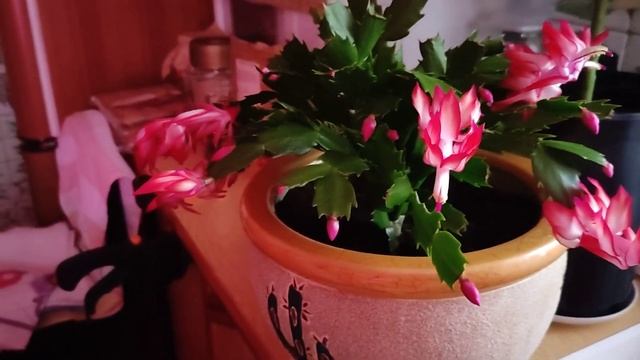 9.12.24. Пересадила огурцы, взошел чеснок. смотреть онлайн