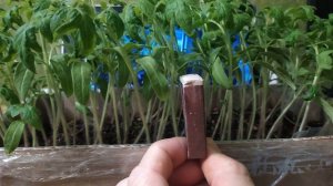 Тыква на черешне, Живая Почва, чашка Петри, Андрей Нико