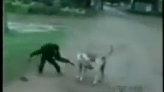 Обезьяна достает собаку.flv