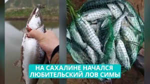 Сезон симы открыт: где и как ловить главный рыбный трофей мая на Сахалине?