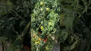 Помидор Германский Тидвел,Пинк Парадайз,Грейпфрут,Bony