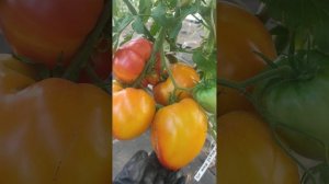 Оранжевый русский 117