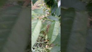 сорт черешни Свитхарт