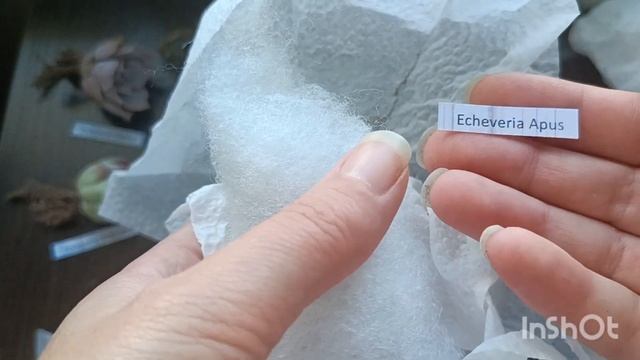 Распаковка суккулентов 16 августа 2024 г. смотреть онлайн