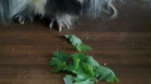 Песня нам нам нам