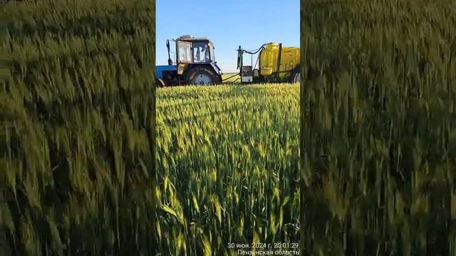 Лечим пшеницу от ржавчины смотреть онлайн