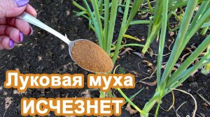 Луковая муха исчезнет. Внесите это в Июле под лук. Рабочий метод избавиться от луковой мухи